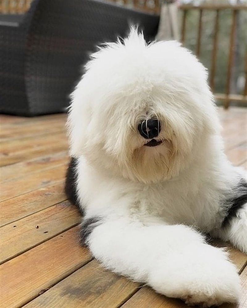 Old English Sheepdog