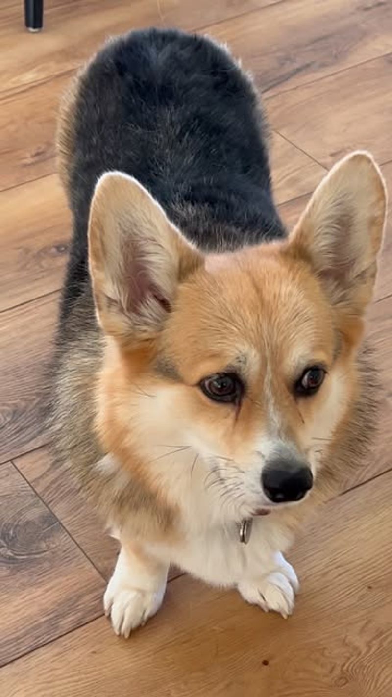 Corgi