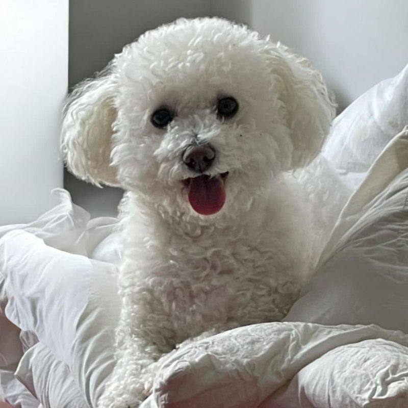 Bichon Frise