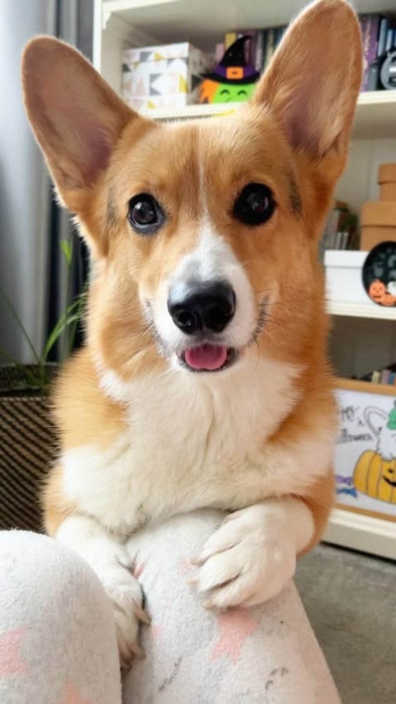 Corgi