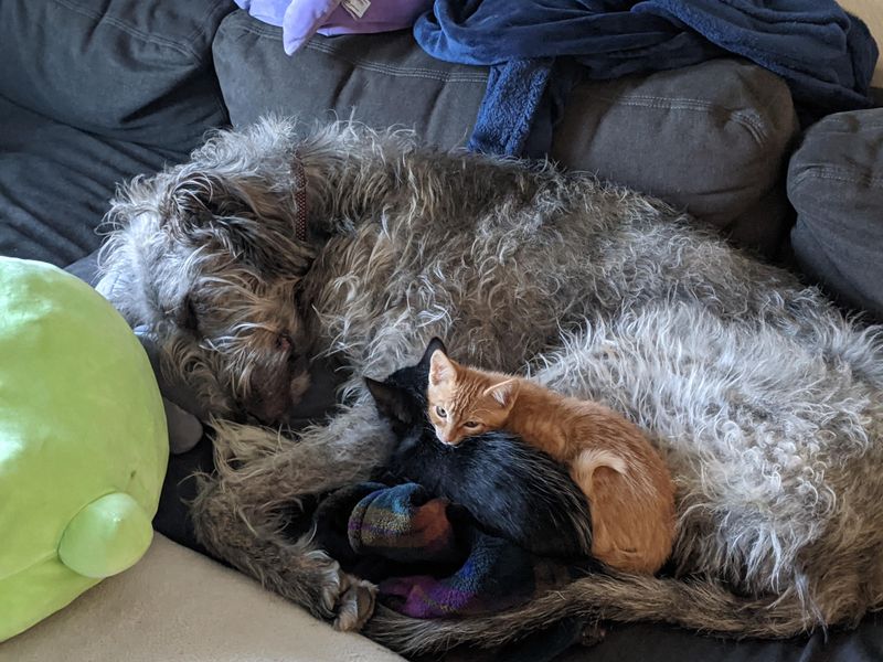 Irish Wolfhound