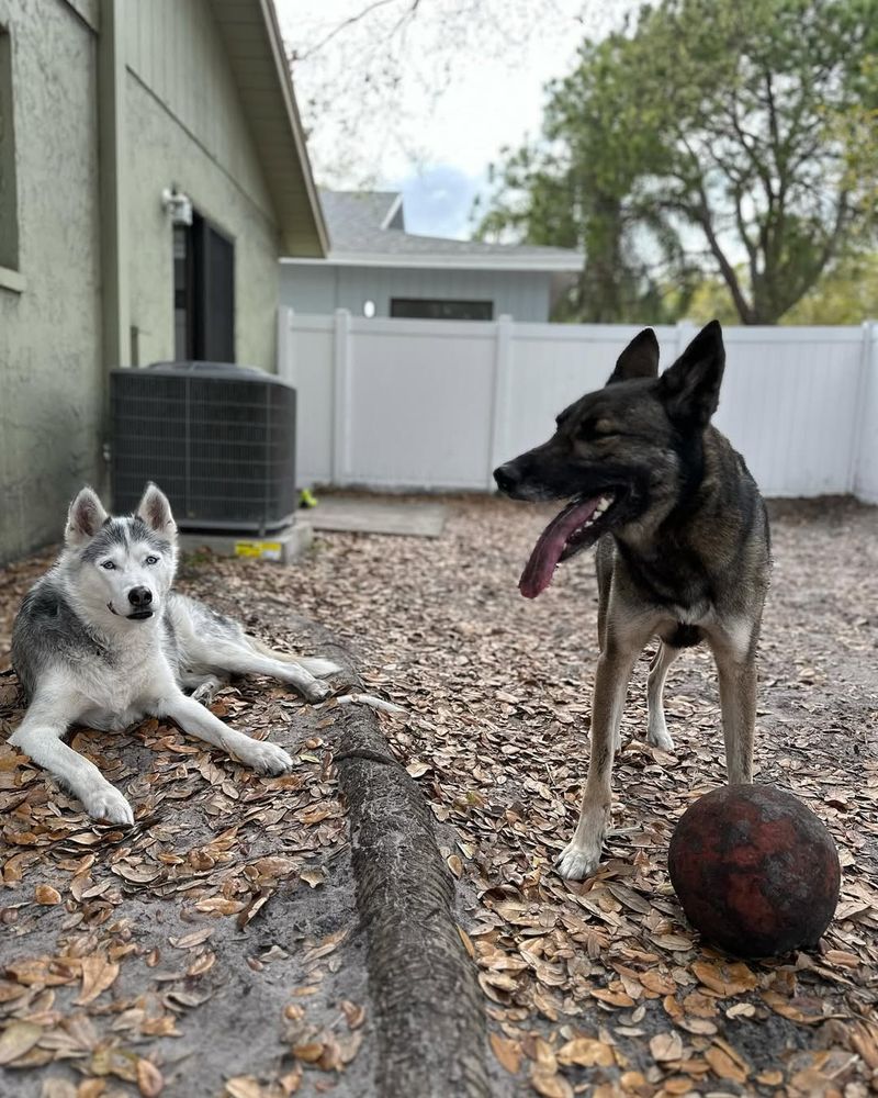 Siberian Husky