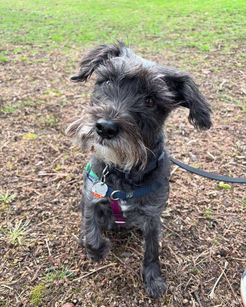 Miniature Schnauzer