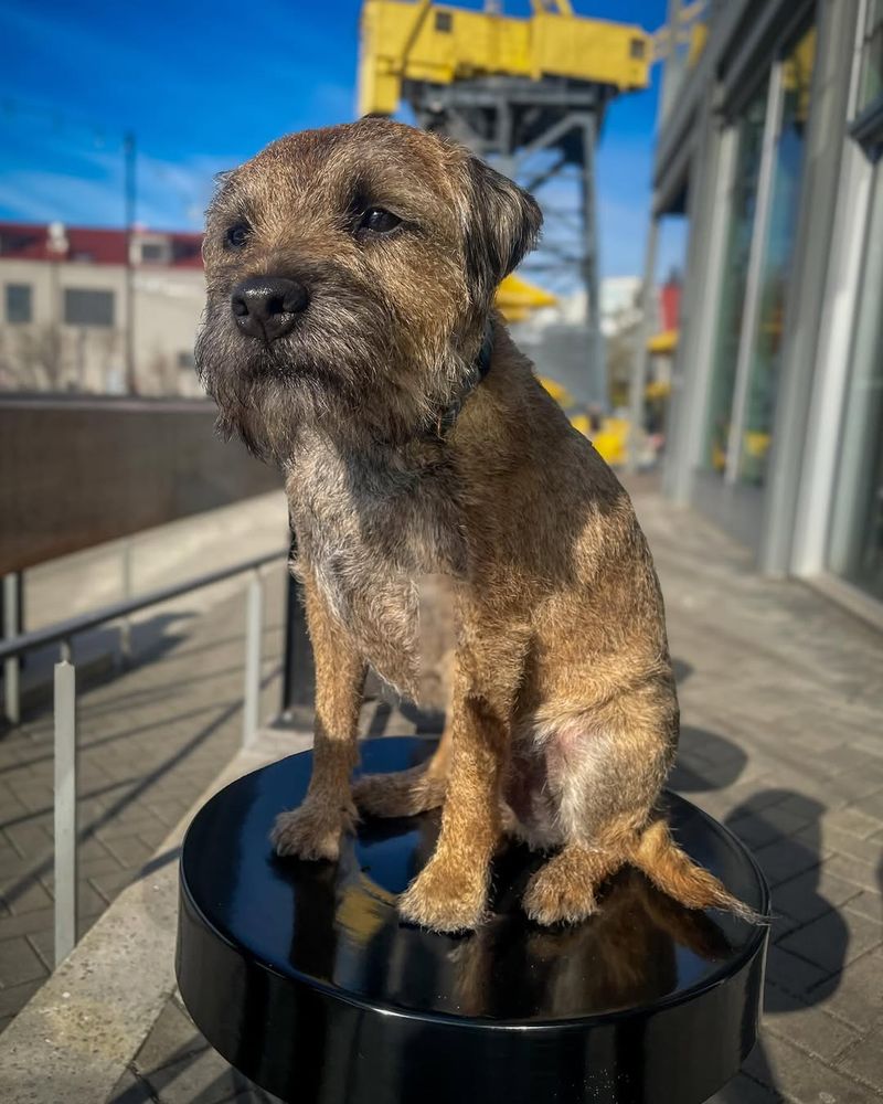 Border Terrier