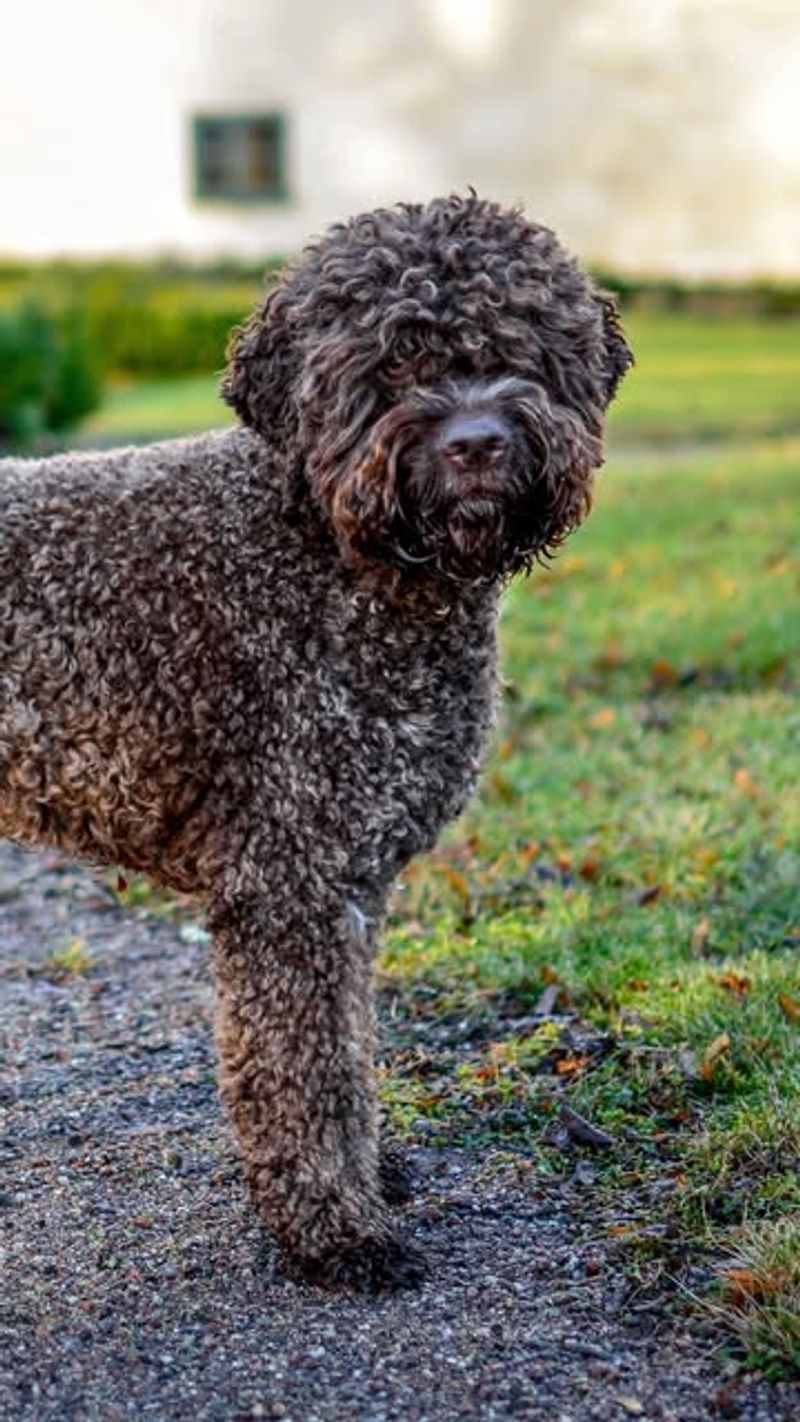 Lagotto Romagnolo