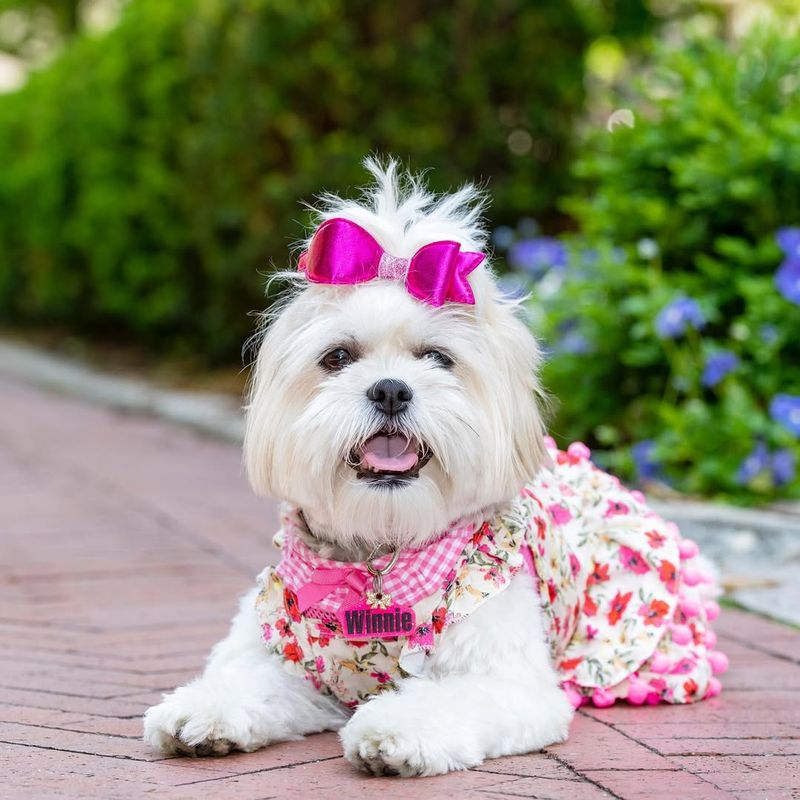 Havanese