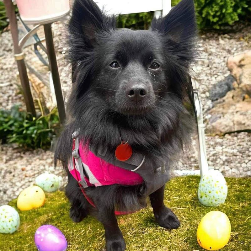 Schipperke