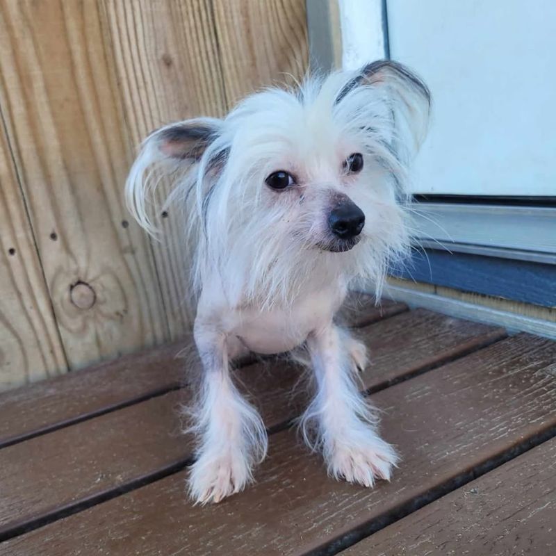 Chinese Crested