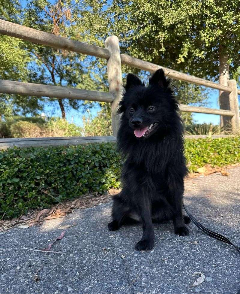 Schipperke