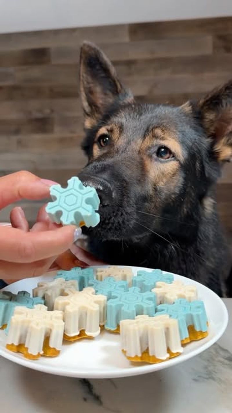 Bake Homemade Dog Treats