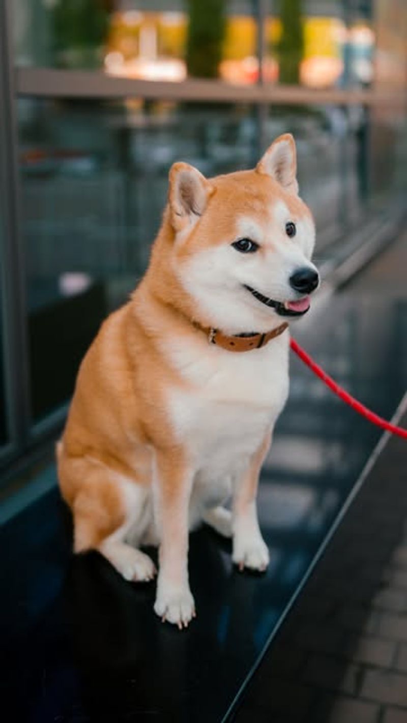 Shiba Inu