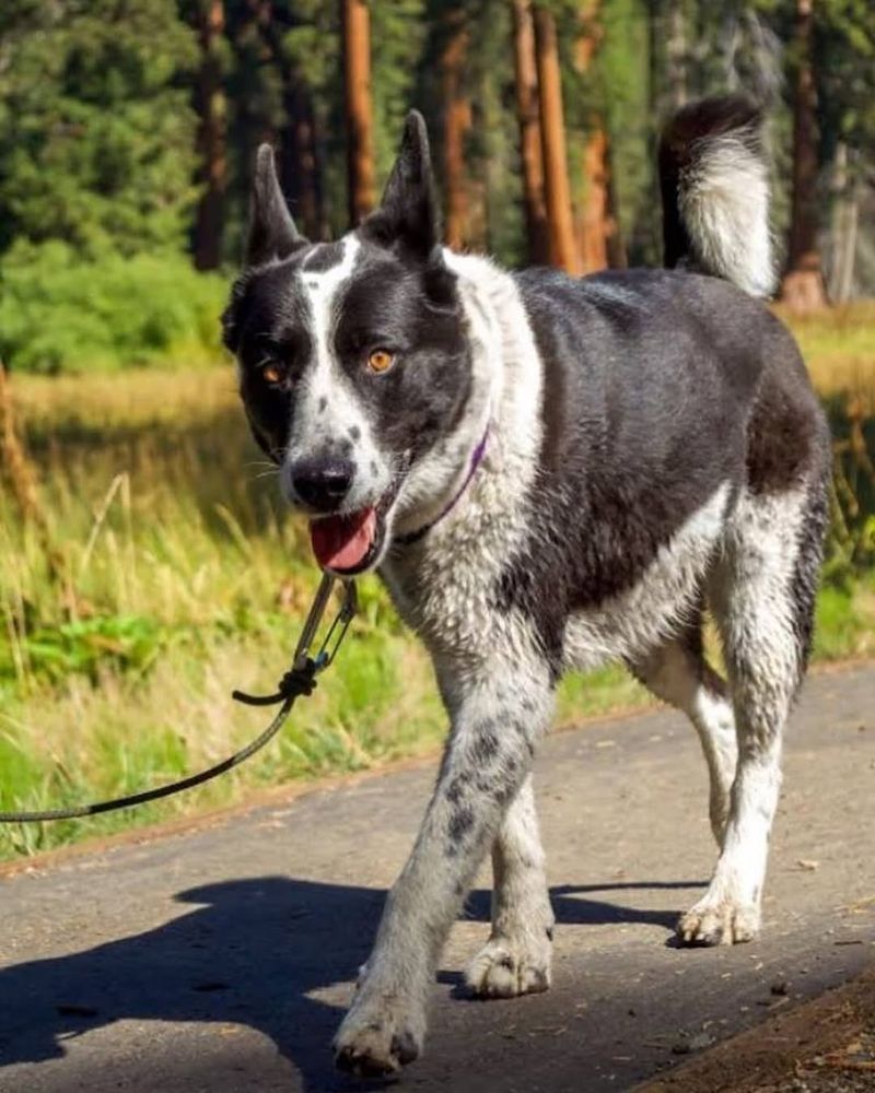 Karelian Bear Dog