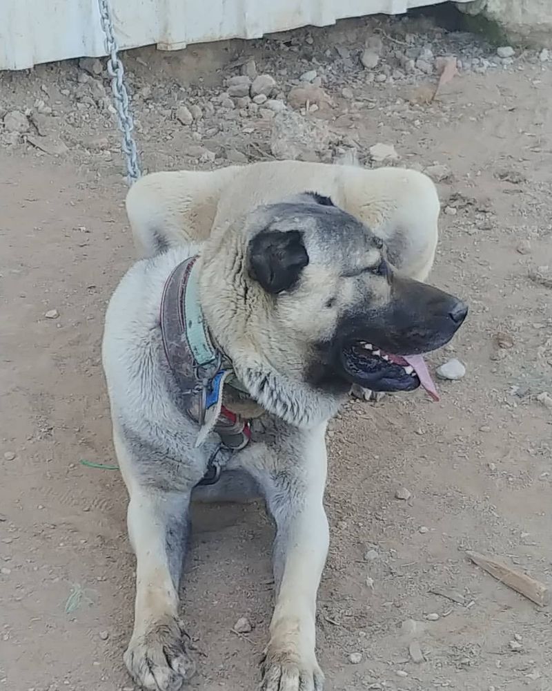 Kangal Shepherd