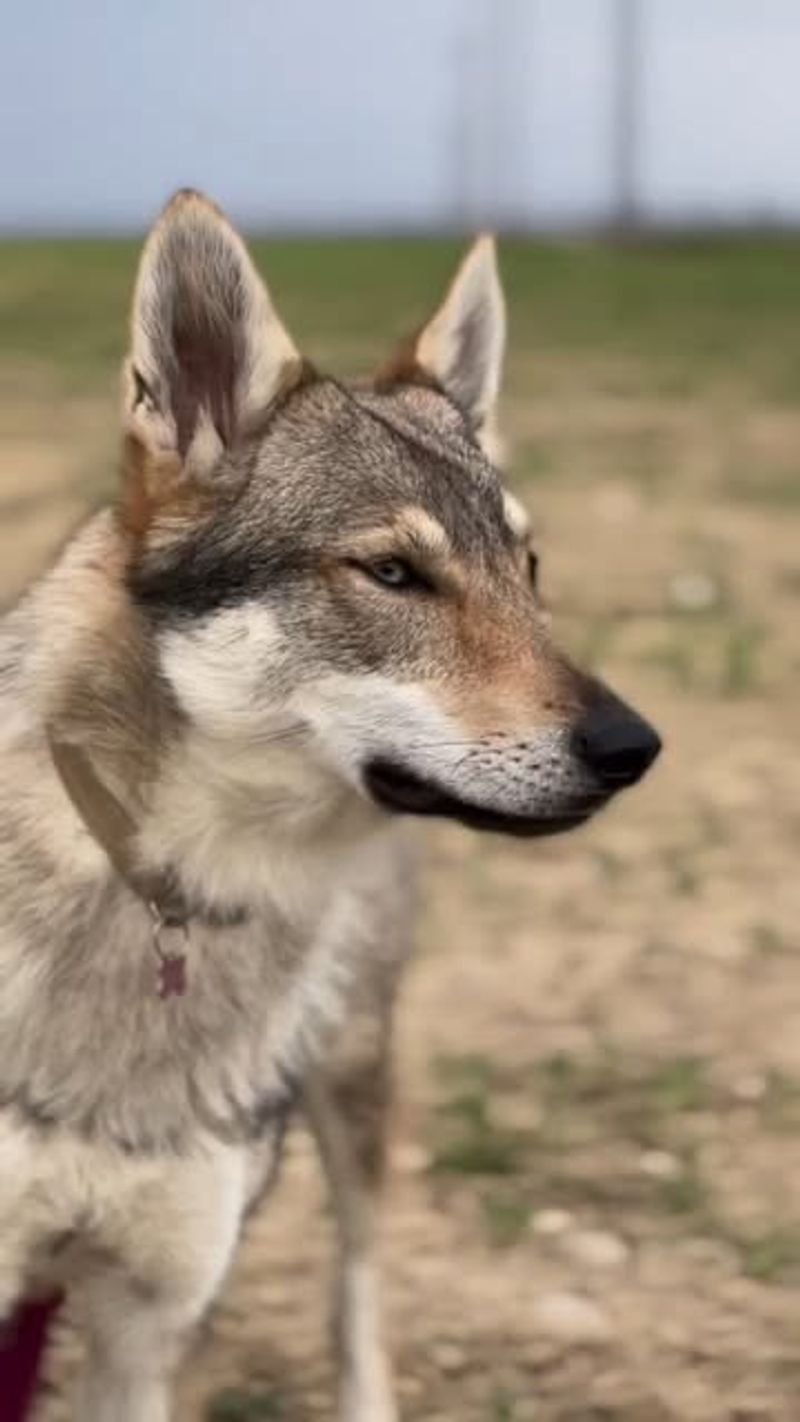 Saarloos Wolfdog