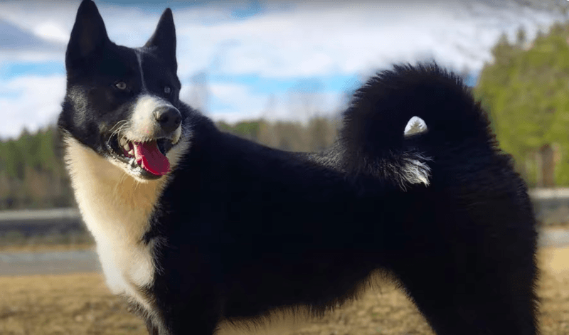 Karelian Bear Dog