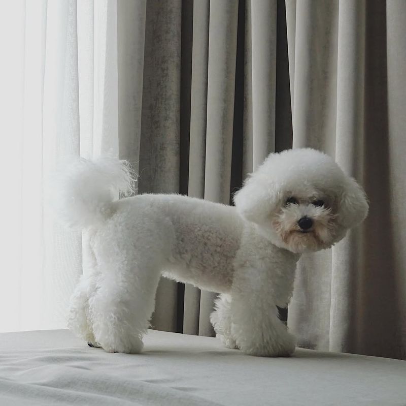 Bichon Frise