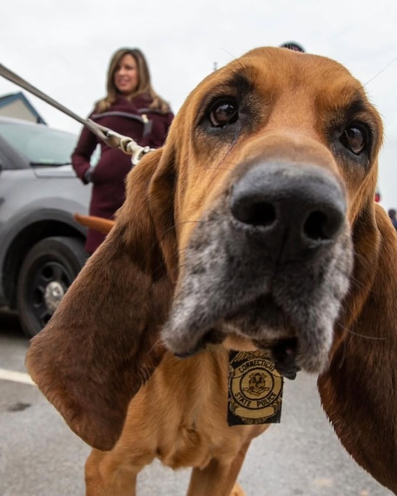 Basset Hound