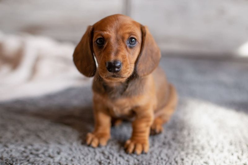 Dachshund