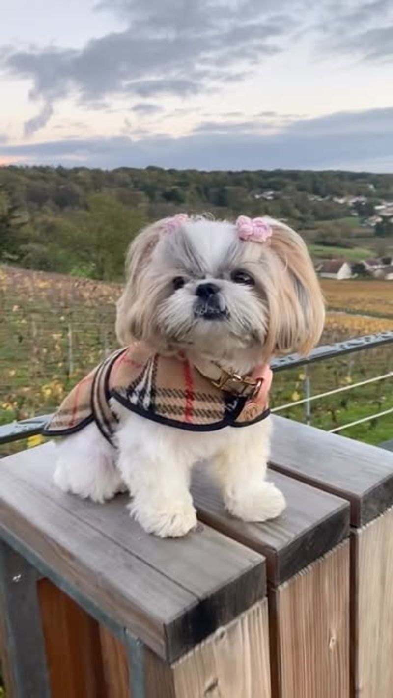 Shih Tzu