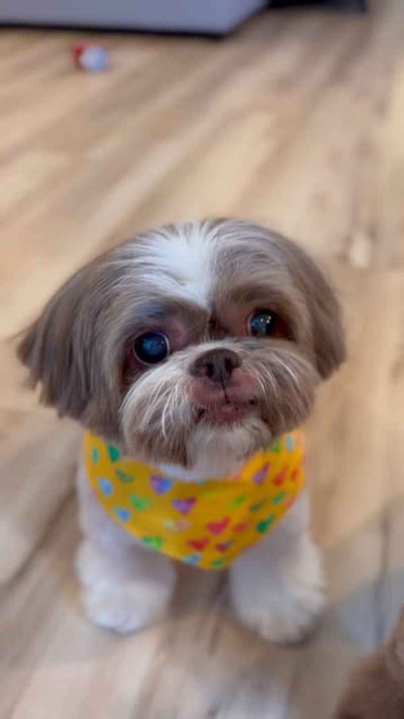 Shih Tzu