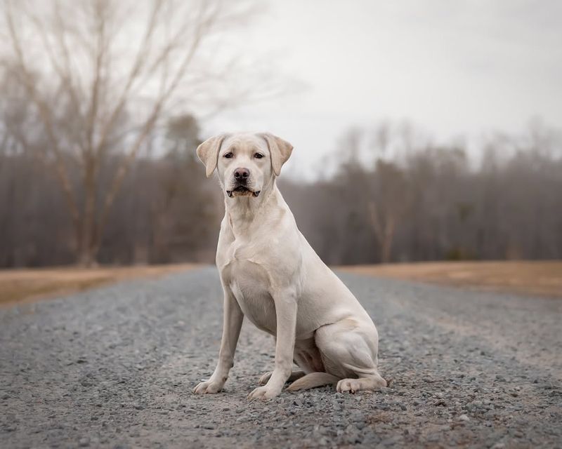 Labrador Retriever