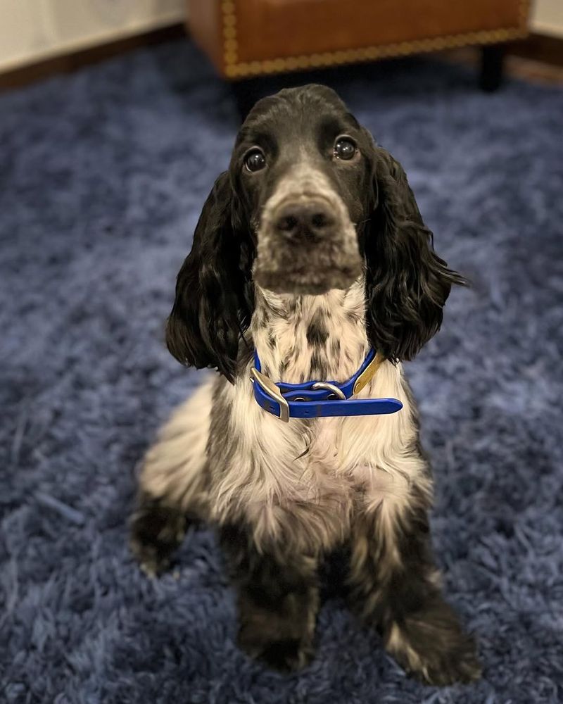 Cocker Spaniel