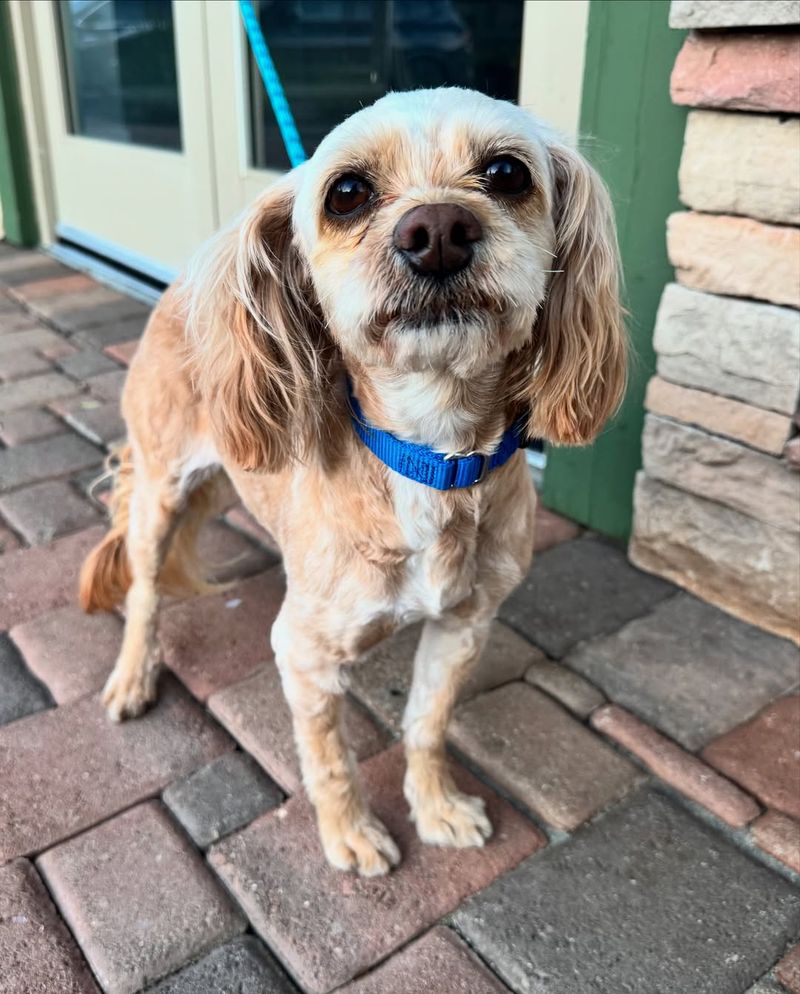 Cocker Spaniel