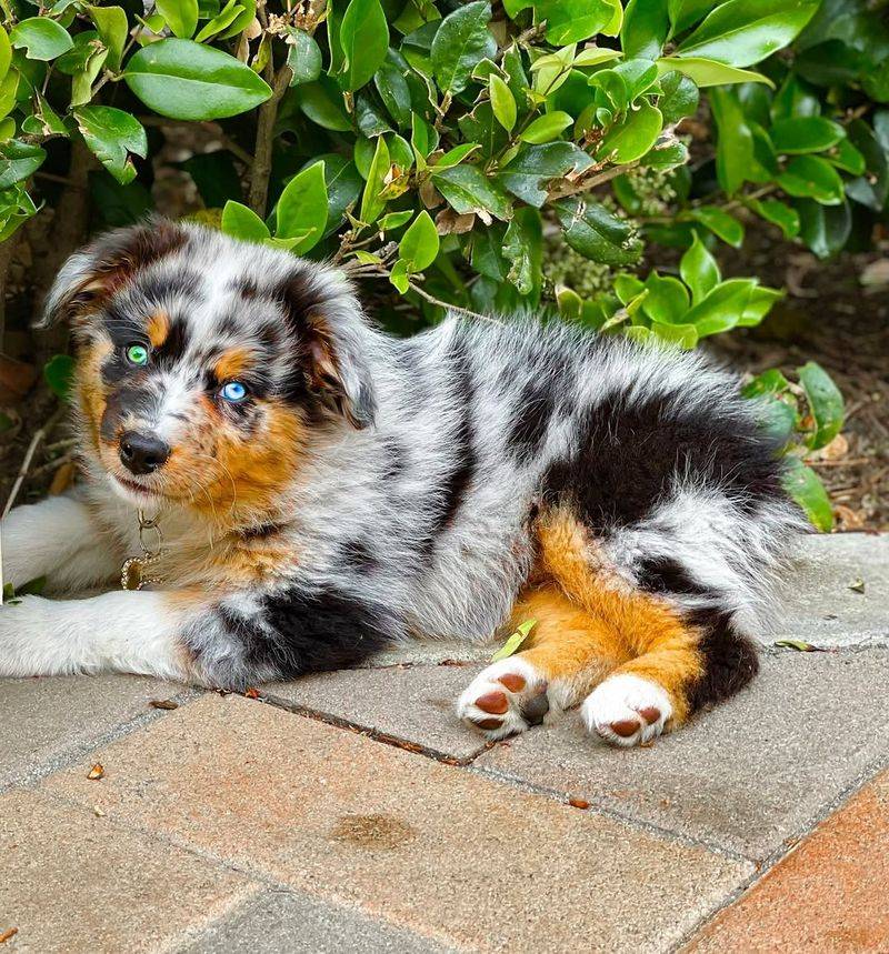 Australian Shepherd