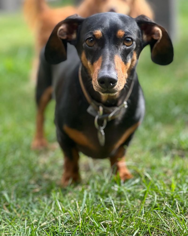 Dachshund