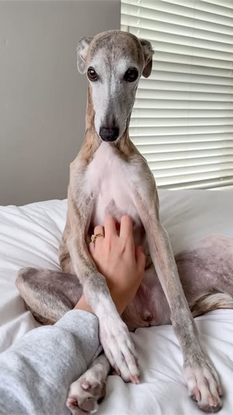 Whippet