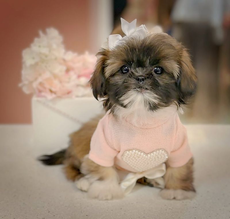 Shih Tzu