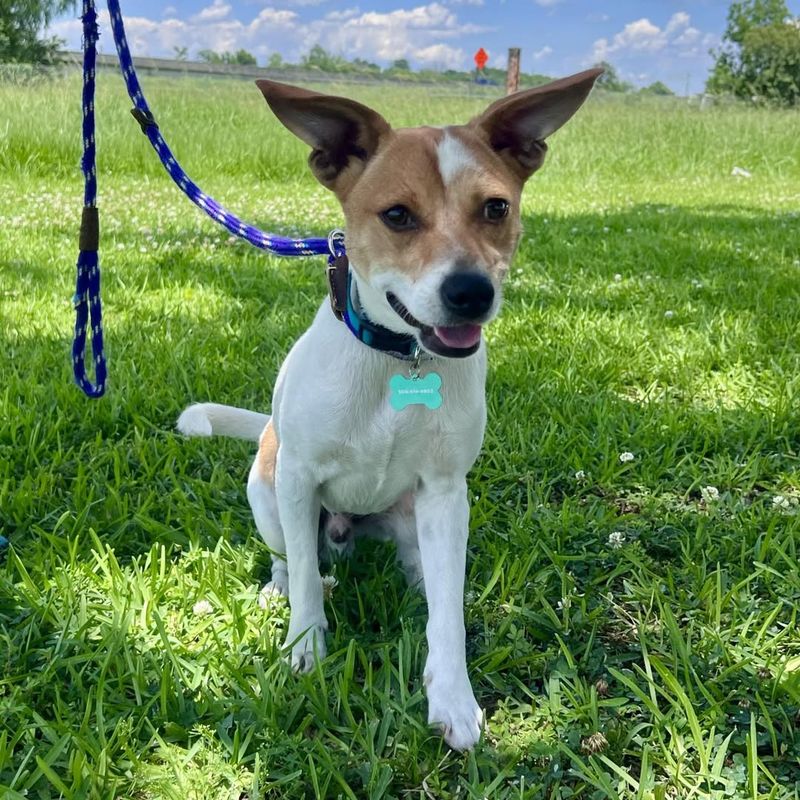 Jack Russell Terrier