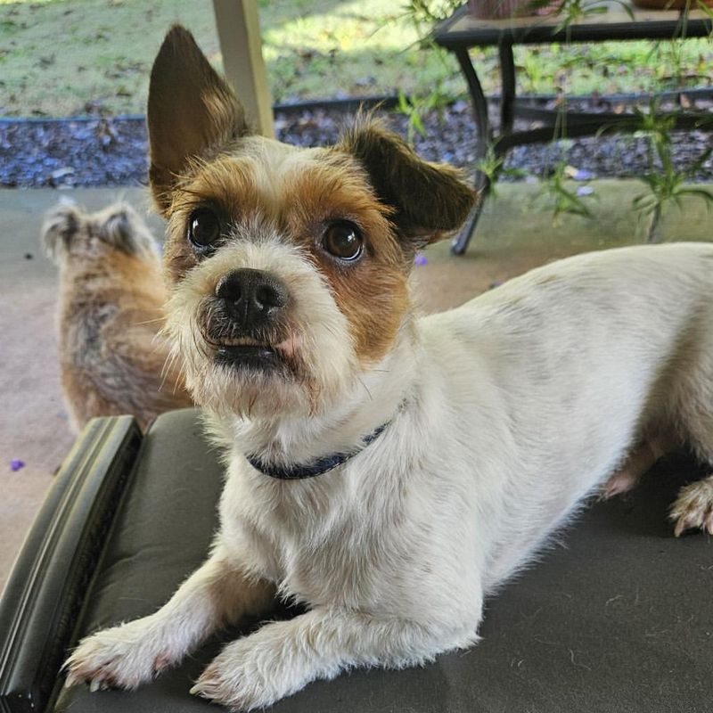 Jack Russell Terrier