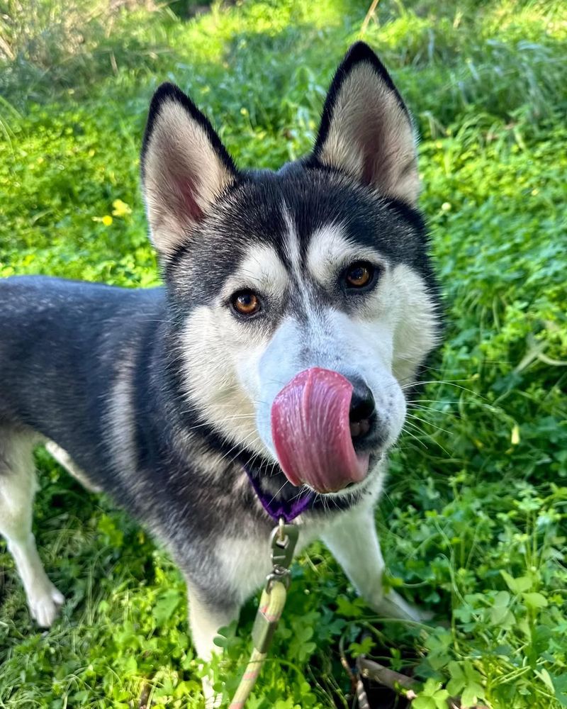 Siberian Husky