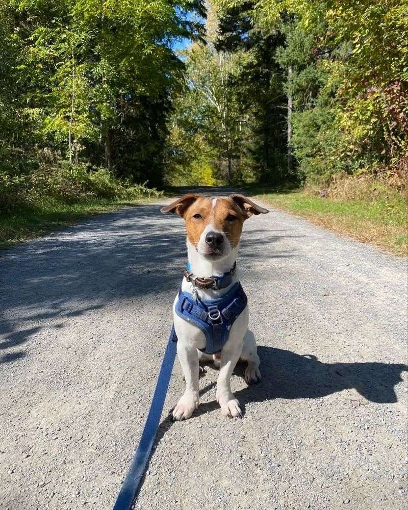 Jack Russell Terrier