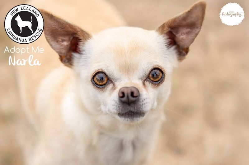 Chihuahua