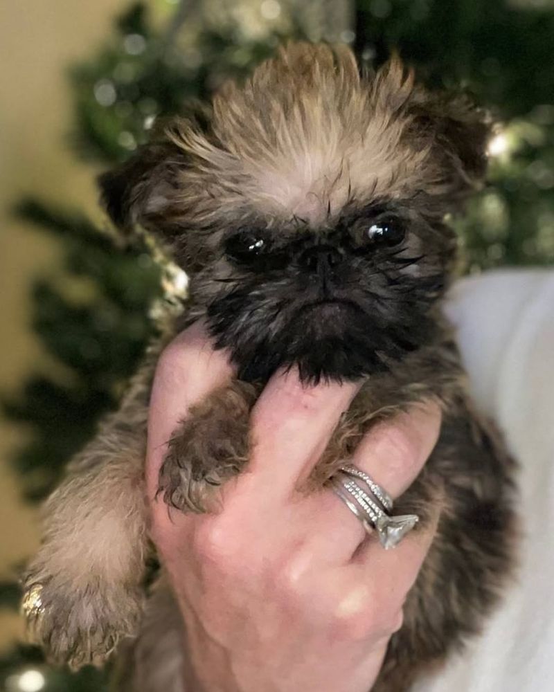 Brussels Griffon