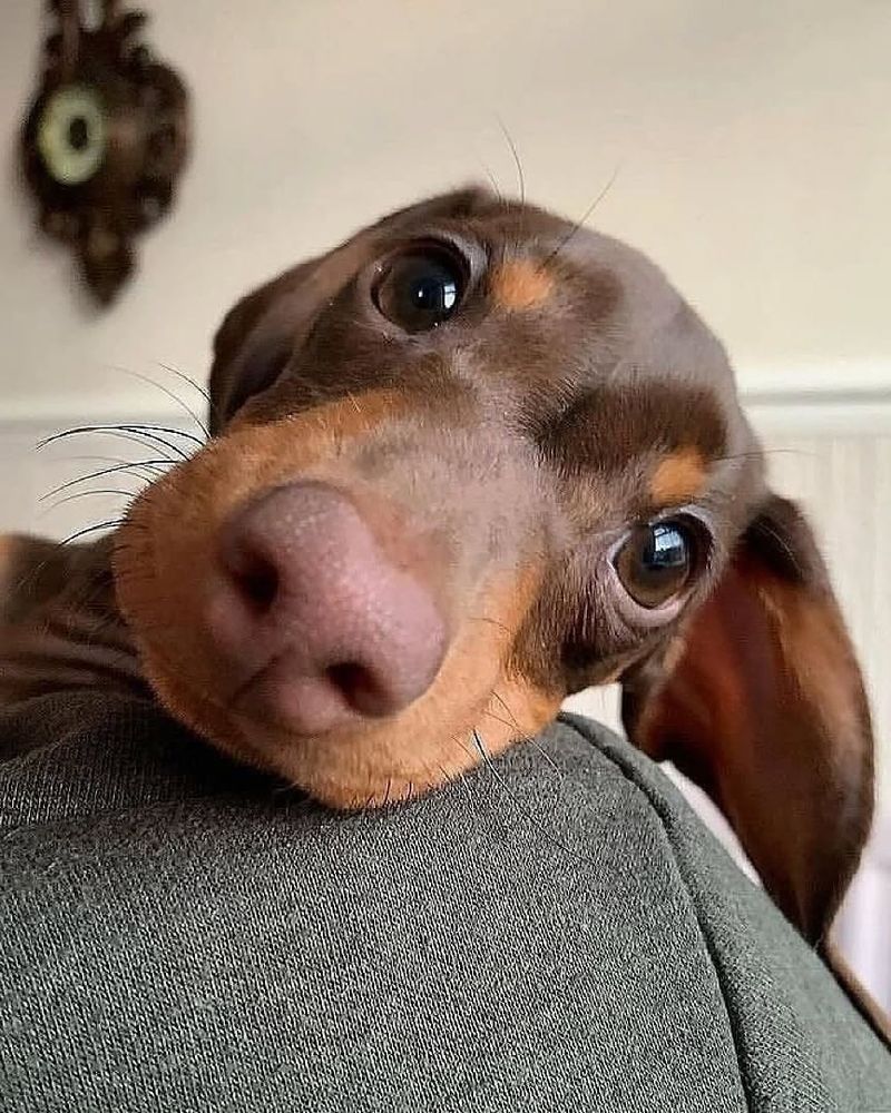 Dachshund