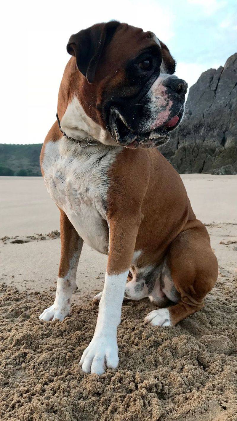 Boxer