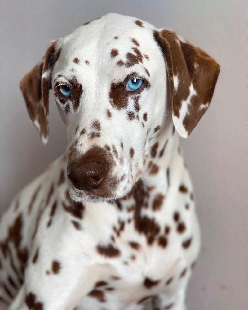 Dalmatian