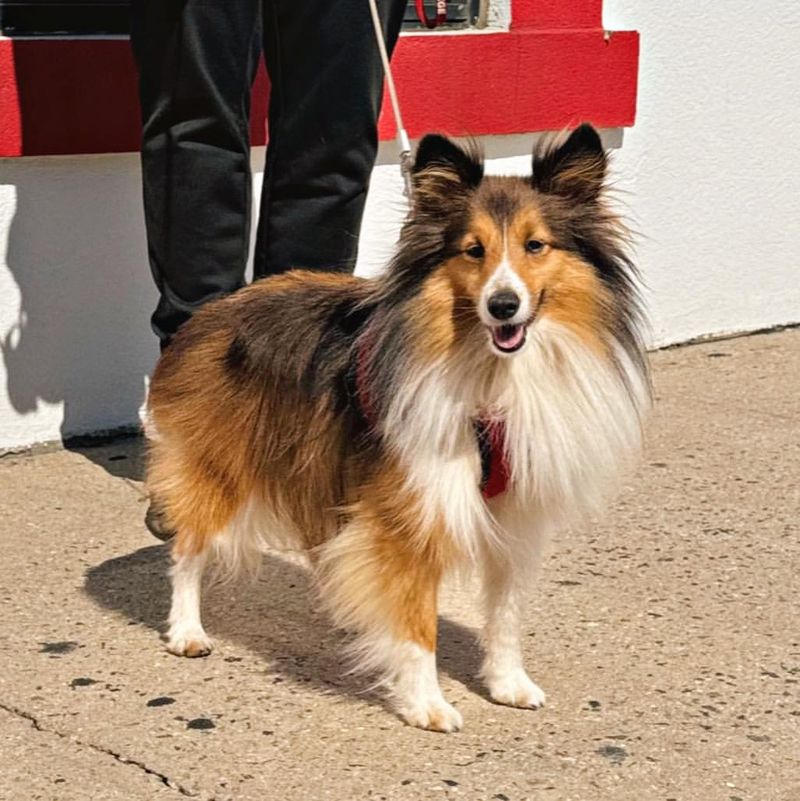 Shetland Sheepdog