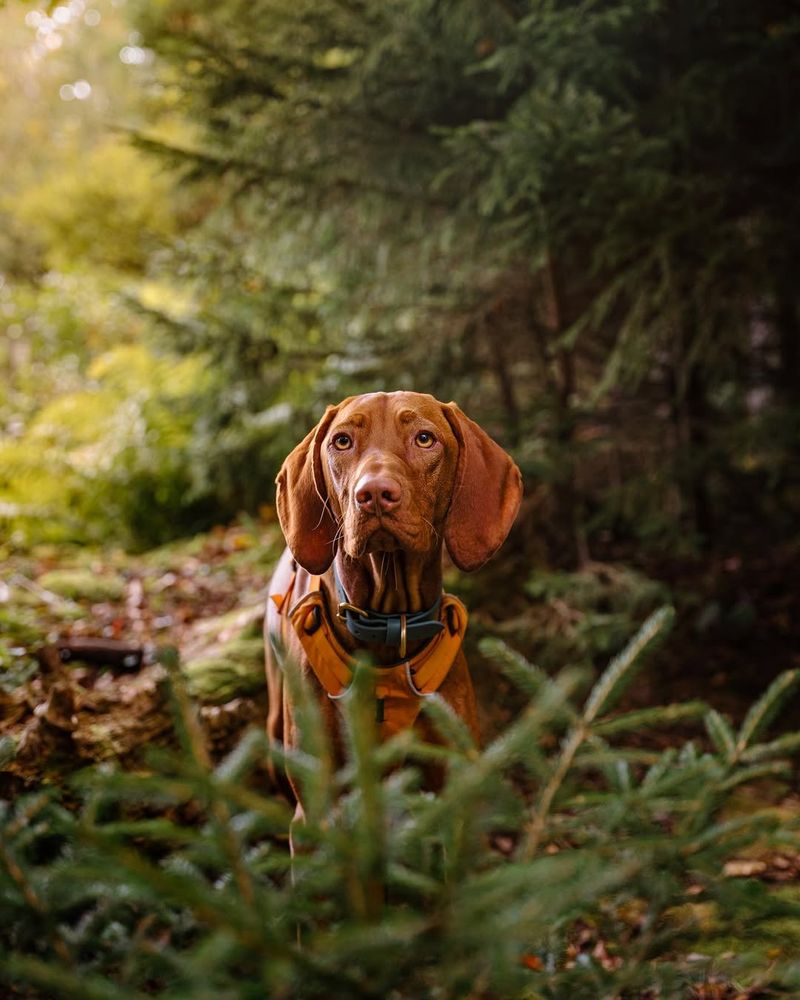 Vizsla