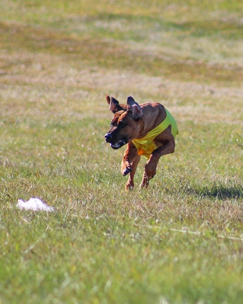 Rhodesian Ridgeback