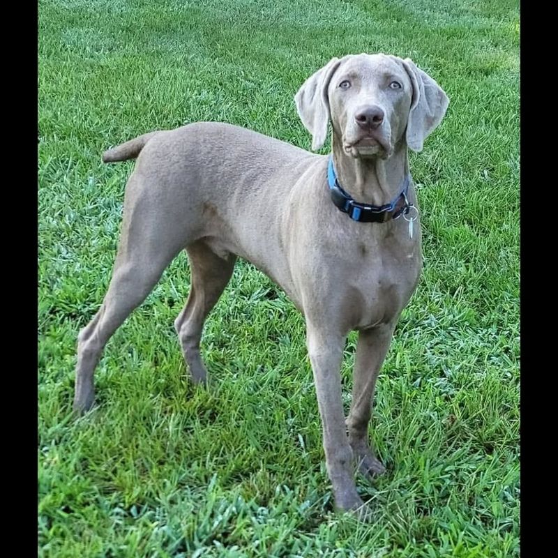 Weimaraner