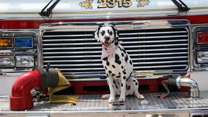 Dalmatian