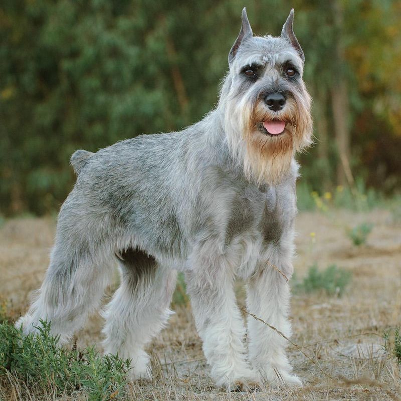 Standard Schnauzer