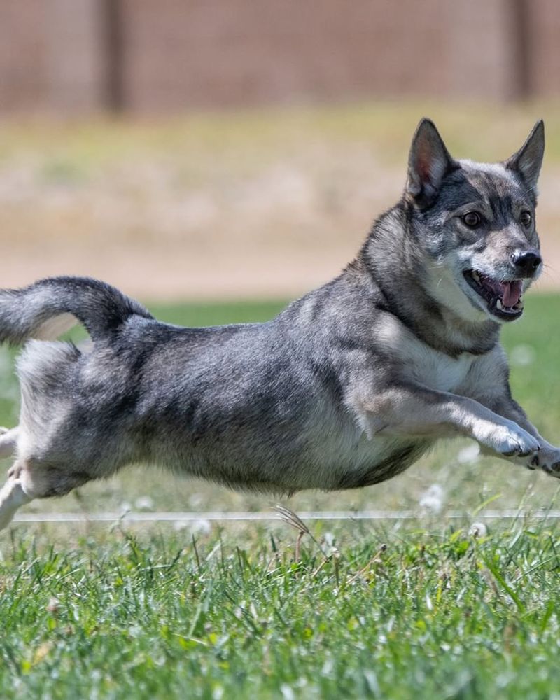 Swedish Vallhund