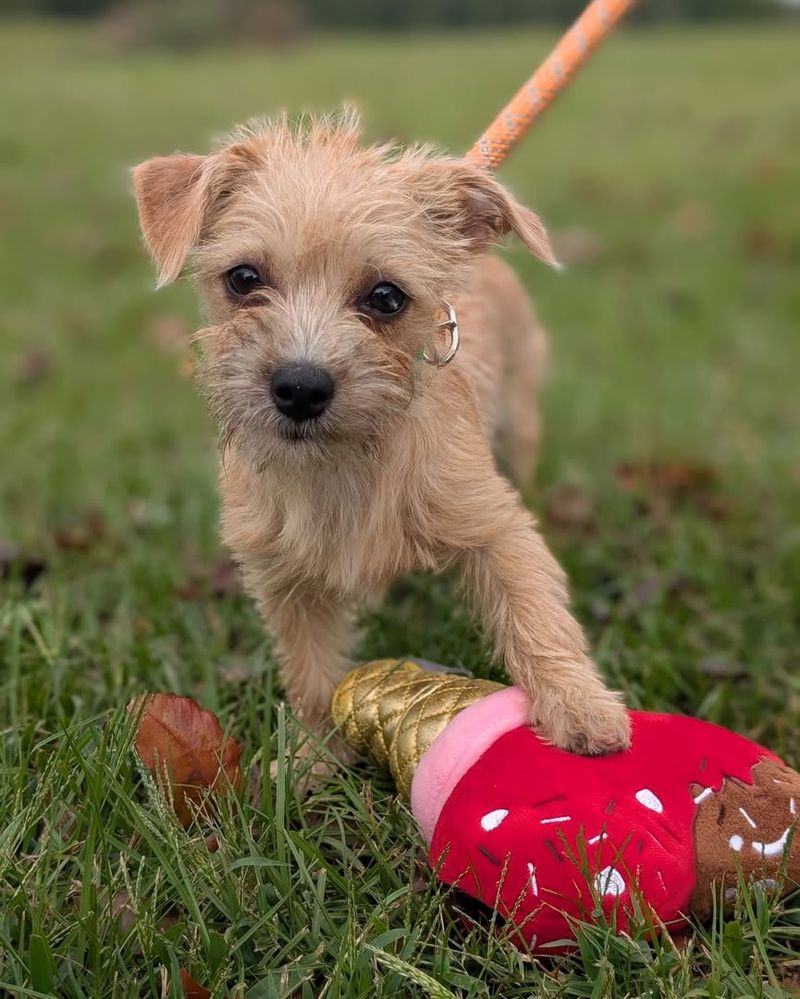 Border Terrier