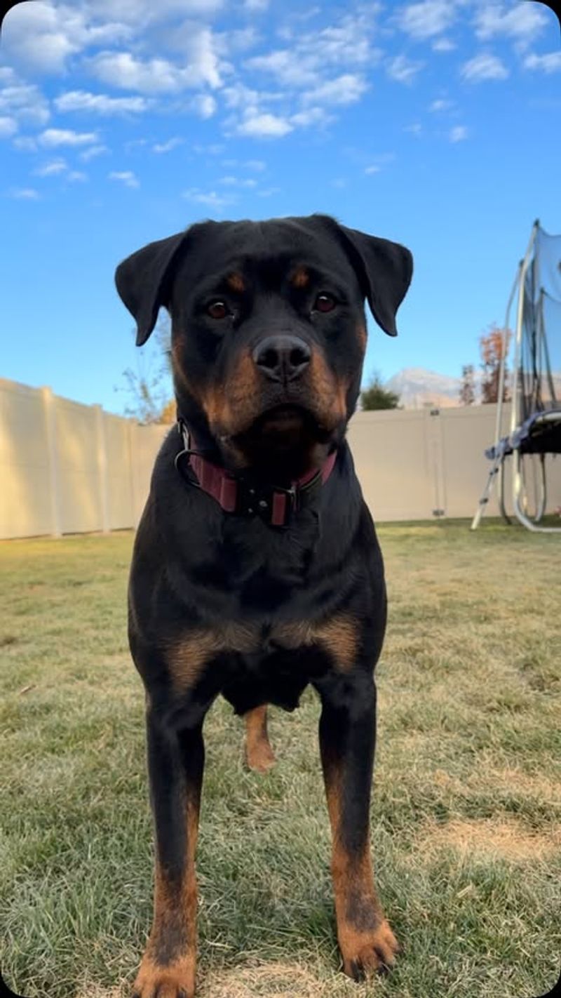 Rottweiler