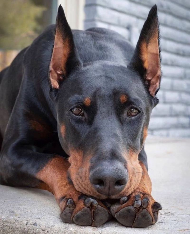 Doberman Pinscher